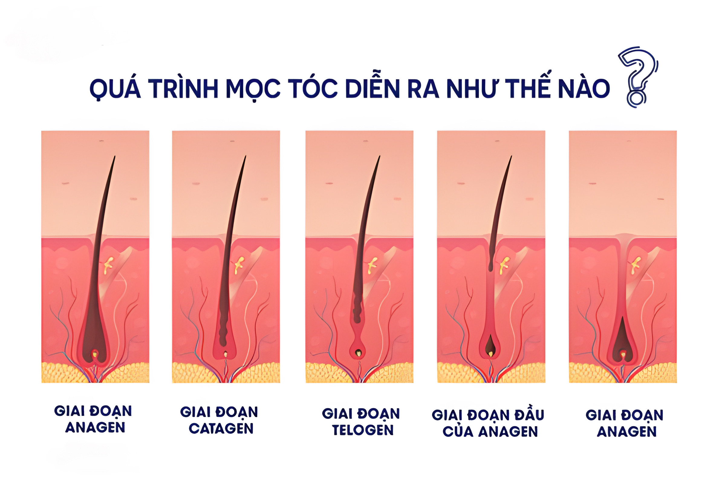 Quá trình mọc tóc diễn ra như thế nào? 