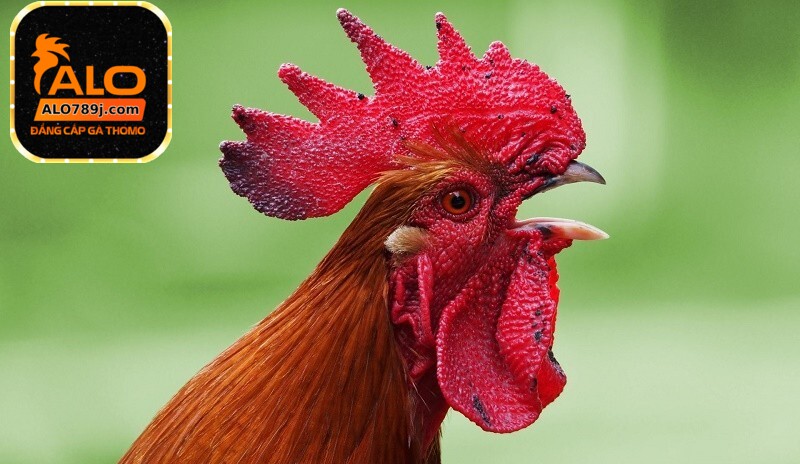 Những triệu chứng dễ nhận biết bệnh ORT ở gà