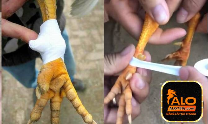 Hướng dẫn cách băng cựa gà đúng kỹ thuật nên biết