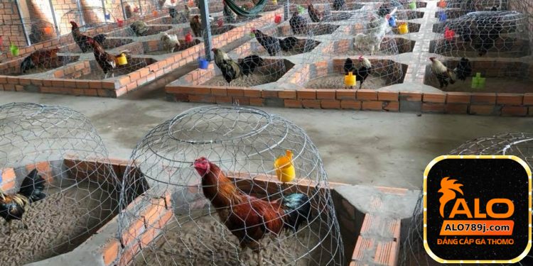 Tìm hiểu cách chăm gà đá một cách chuyên nghiệp