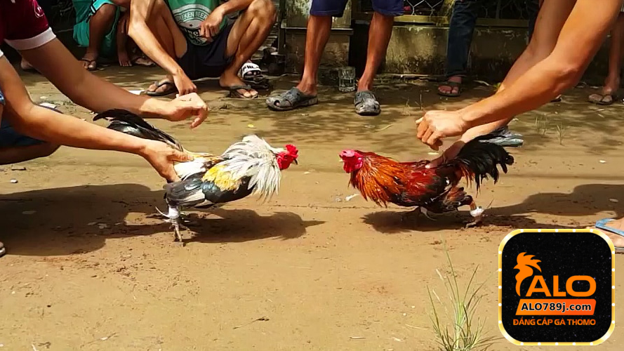 Đặc điểm của đá gà hàng xáo