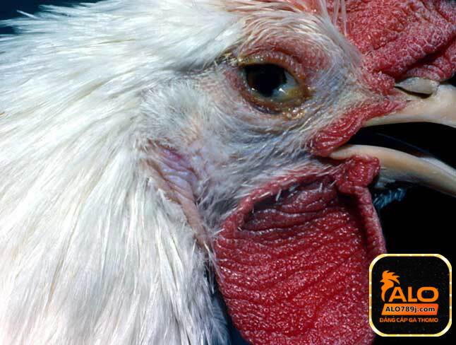 Cách phòng tránh bệnh gà bị khò khè hiệu quả
