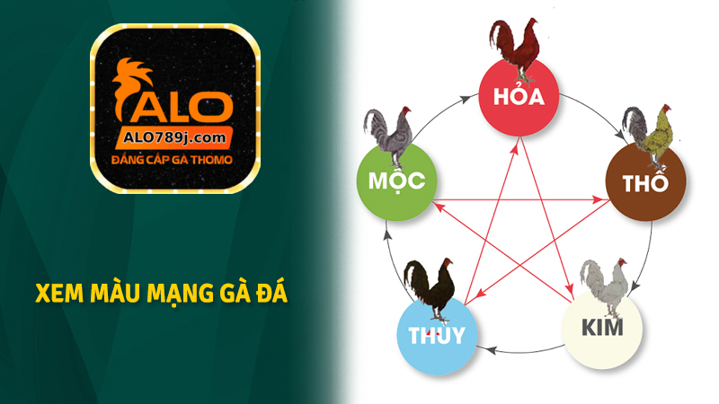 Màu mạng gà đá hôm nay