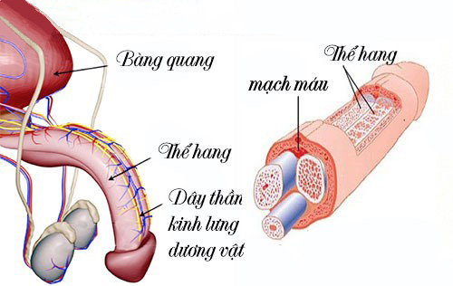 chan day than kinh lung eo duong vat