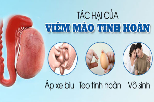 tac hai cua viem mao tinh hoan