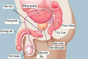 Cấu tạo của bộ phận sinh dục nam giới như thế nào