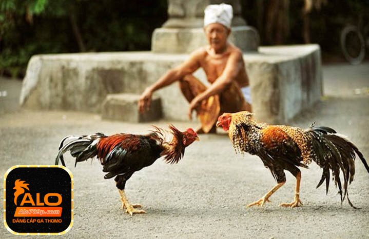 Đá gà campuchia  ALO789 - CÁCH CHỐT KÈO BẤT BẠI DỄ CHIẾN THẮNG