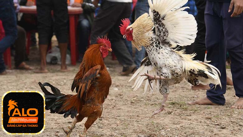 Đá gà thomo  ALO789 - Chiến thuật và kỹ năng để thắng trong đá gà Thomo tại ALO789
