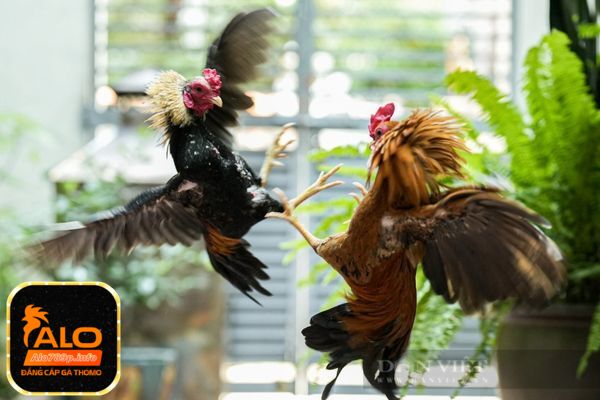Hướng Dẫn Chi Tiết Alo789 Đá Gà – Bí Quyết Thành Công