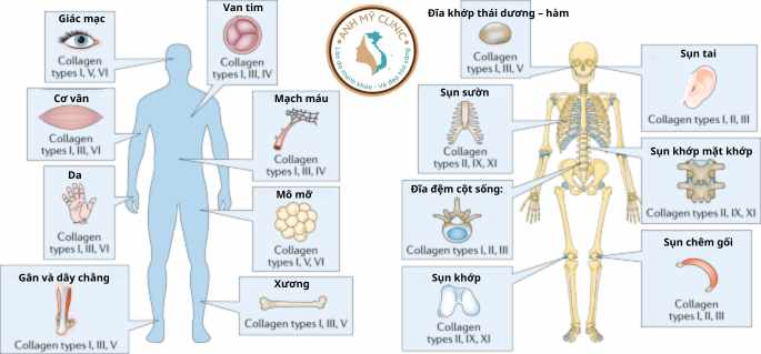 C&aacute;c loại collagen  c&ugrave;ng vị tr&iacute; v&agrave; chức năng sinh học 