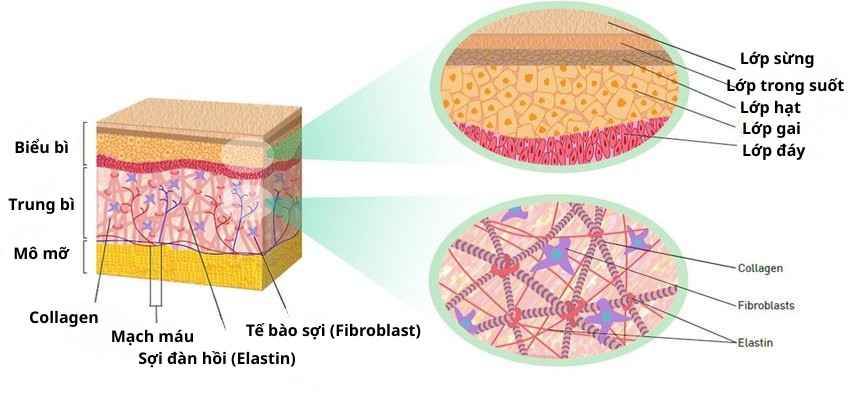 Minh họa m&ocirc; da người với sợi collagen v&agrave; fibroblast &ndash; thể hiện vai tr&ograve; collagen trong đ&agrave;n hồi v&agrave; dưỡng ẩm da.