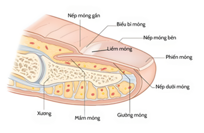 cau-truc-giai-phau-mong-nguoi.png Hình minh họa giải phẫu móng tay người, hiển thị chi tiết các phần như mầm móng, giường móng, phiến móng, liềm móng, nếp móng và xương bên dưới.