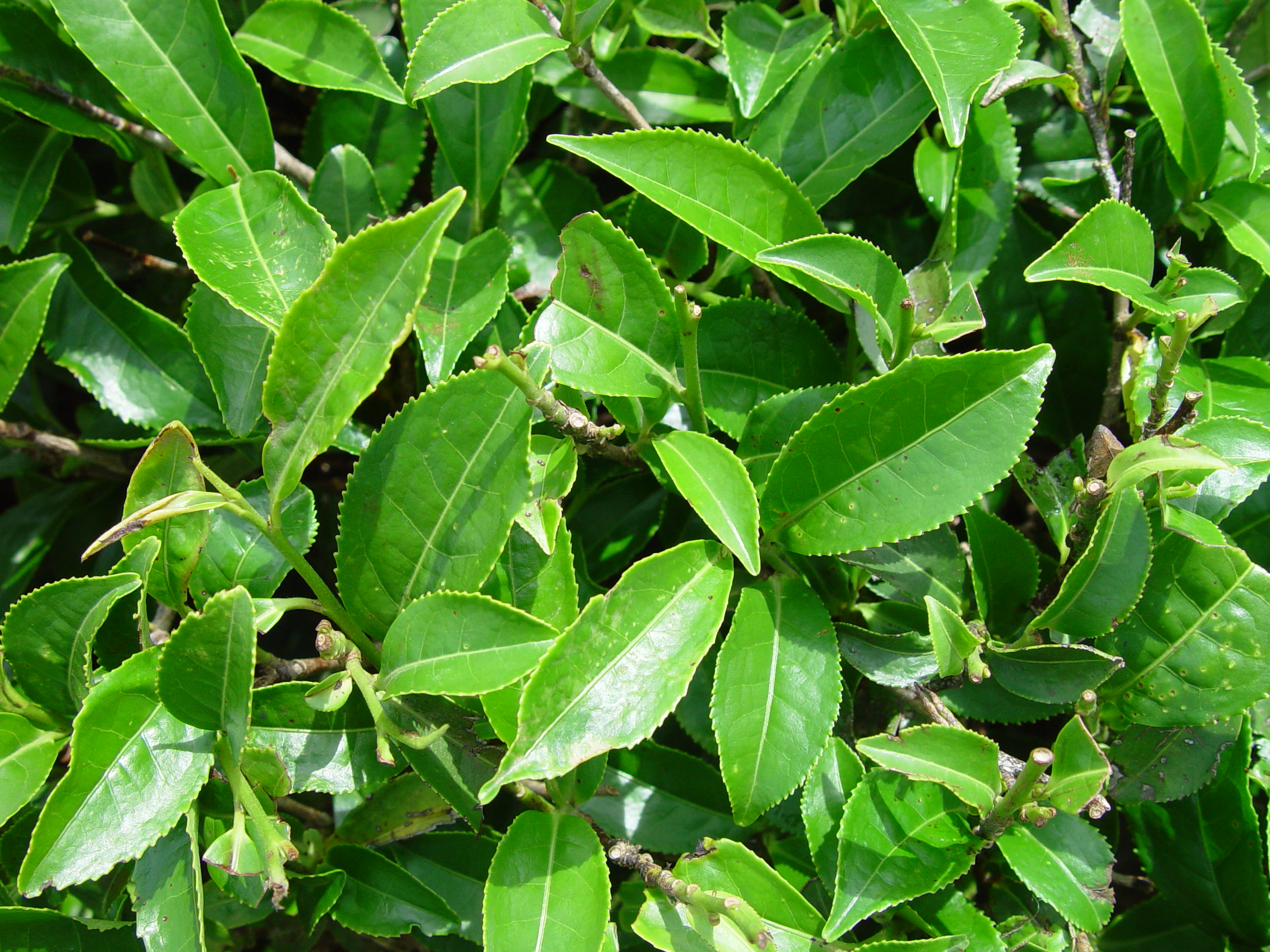 cay-tra-xanh.jpg Cây trà xanh