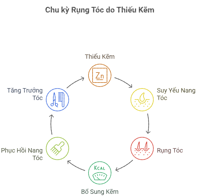 H&igrave;nh ảnh m&ocirc; tả chu kỳ rụng t&oacute;c do thiếu kẽm, bao gồm c&aacute;c bước từ thiếu kẽm, suy yếu nang t&oacute;c, rụng t&oacute;c, đến việc bổ sung kẽm gi&uacute;p phục hồi nang t&oacute;c v&agrave; tăng trưởng t&oacute;c.