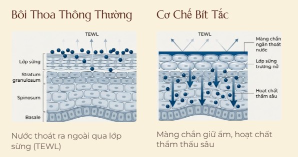 co-che-bit-tac-occlusion-ngan-ngua-mat-nuoc.jpg Sơ đồ so sánh bôi thoa thông thường gây thất thoát nước qua da (TEWL) và cơ chế bít tắc (Occlusion) của mặt nạ giúp đẩy sâu hoạt chất.