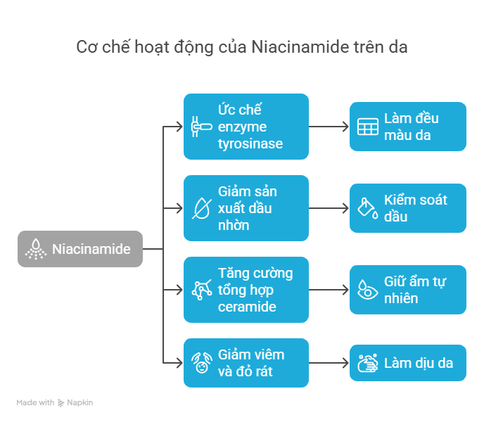 co-che-hoat-dong-niacinamide-tren-da.png Cơ chế hoạt động của Niacinamide trên da