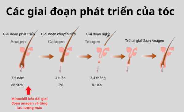 co-che-minoxidil-moc-toc-jpg.jpeg Sơ đồ mô tả cơ chế Minoxidil kích thích mọc tóc và kéo dài pha tăng trưởng nang tóc
