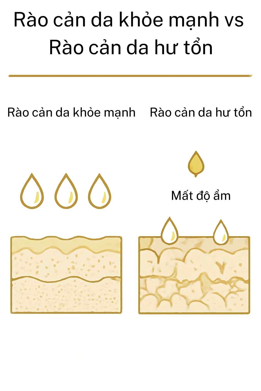 So s&aacute;nh h&agrave;ng r&agrave;o da khỏe v&agrave; da bị tổn thương, thể hiện sự mất ẩm qua biểu b&igrave; (TEWL).