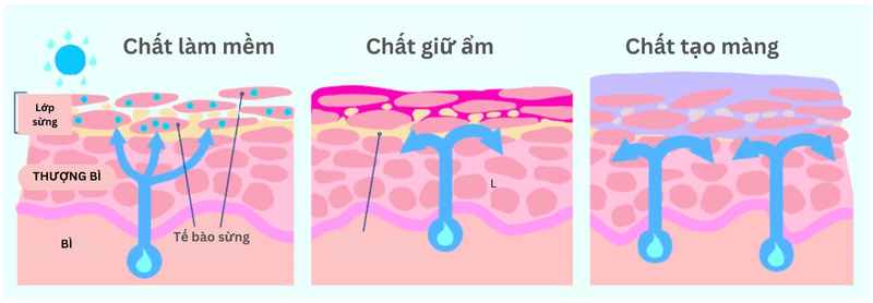 Vai trò của chất dưỡng ẩm trong phục hồi hàng rào bảo vệ da - Hướng dẫn cho bệnh nhân da liễu