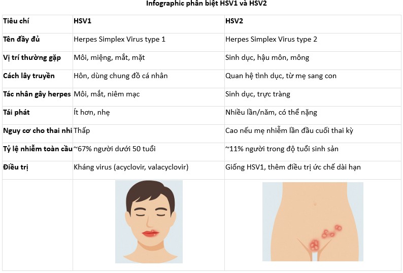 inforgraphic-phan-biet-hsv1-va-hsv2.jpg Infographic phân biệt HSV1 và HSV2