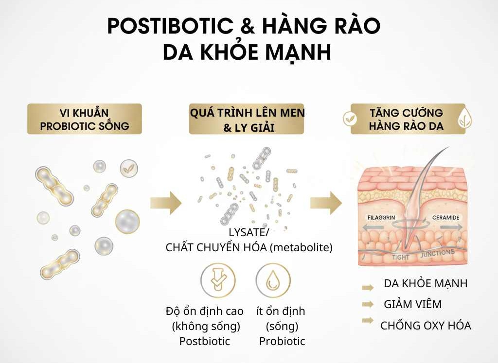 Minh hoạ postbiotic: sản phẩm kh&ocirc;ng sống từ probiotic (lysate, SCFA, peptide) gi&uacute;p tăng filaggrin, giảm vi&ecirc;m v&agrave; ổn định h&agrave;ng r&agrave;o da.