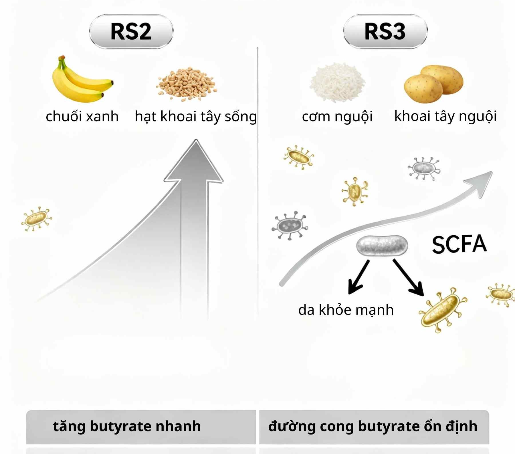 So s&aacute;nh RS2 (chuối xanh) v&agrave; RS3 (cơm nguội): RS2 tạo butyrate mạnh nhưng dễ đầy hơi; RS3 ổn định, dễ dung nạp v&agrave; duy tr&igrave; l&acirc;u d&agrave;i cho da vi&ecirc;m.