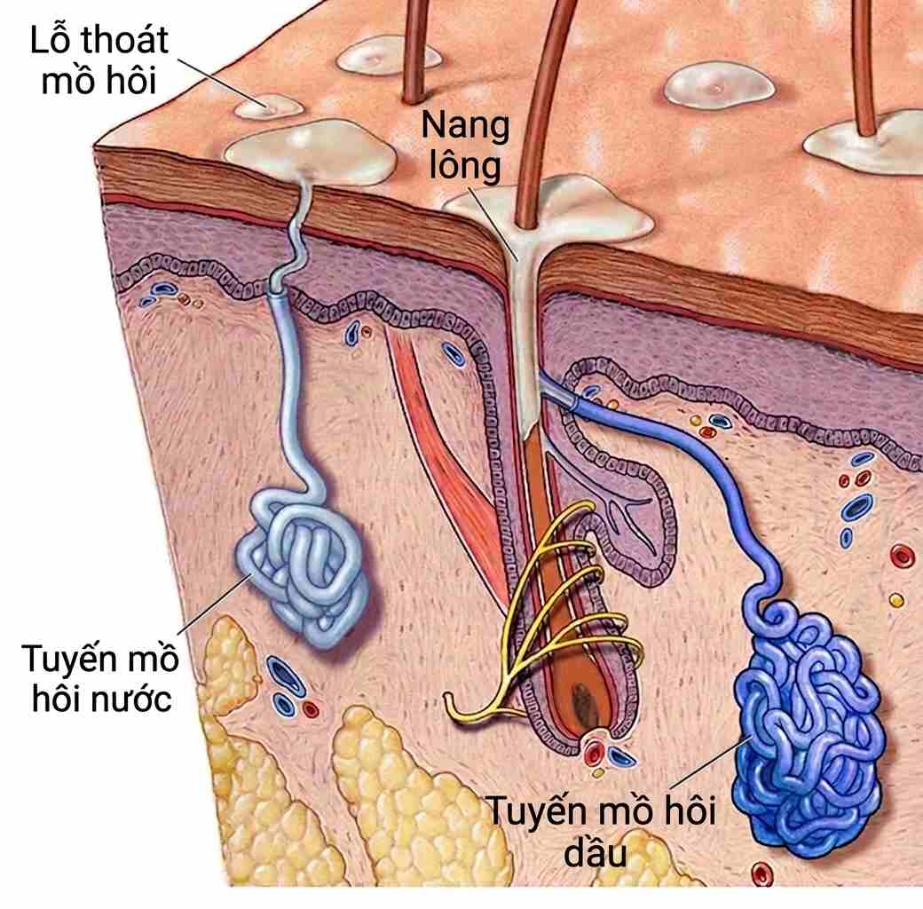 Sơ đồ giải phẫu cấu tạo da chi tiết, minh họa vị tr&iacute; của nang l&ocirc;ng, lỗ tho&aacute;t mồ h&ocirc;i, tuyến mồ h&ocirc;i nước (eccrine) v&agrave; tuyến mồ h&ocirc;i dầu (apocrine).