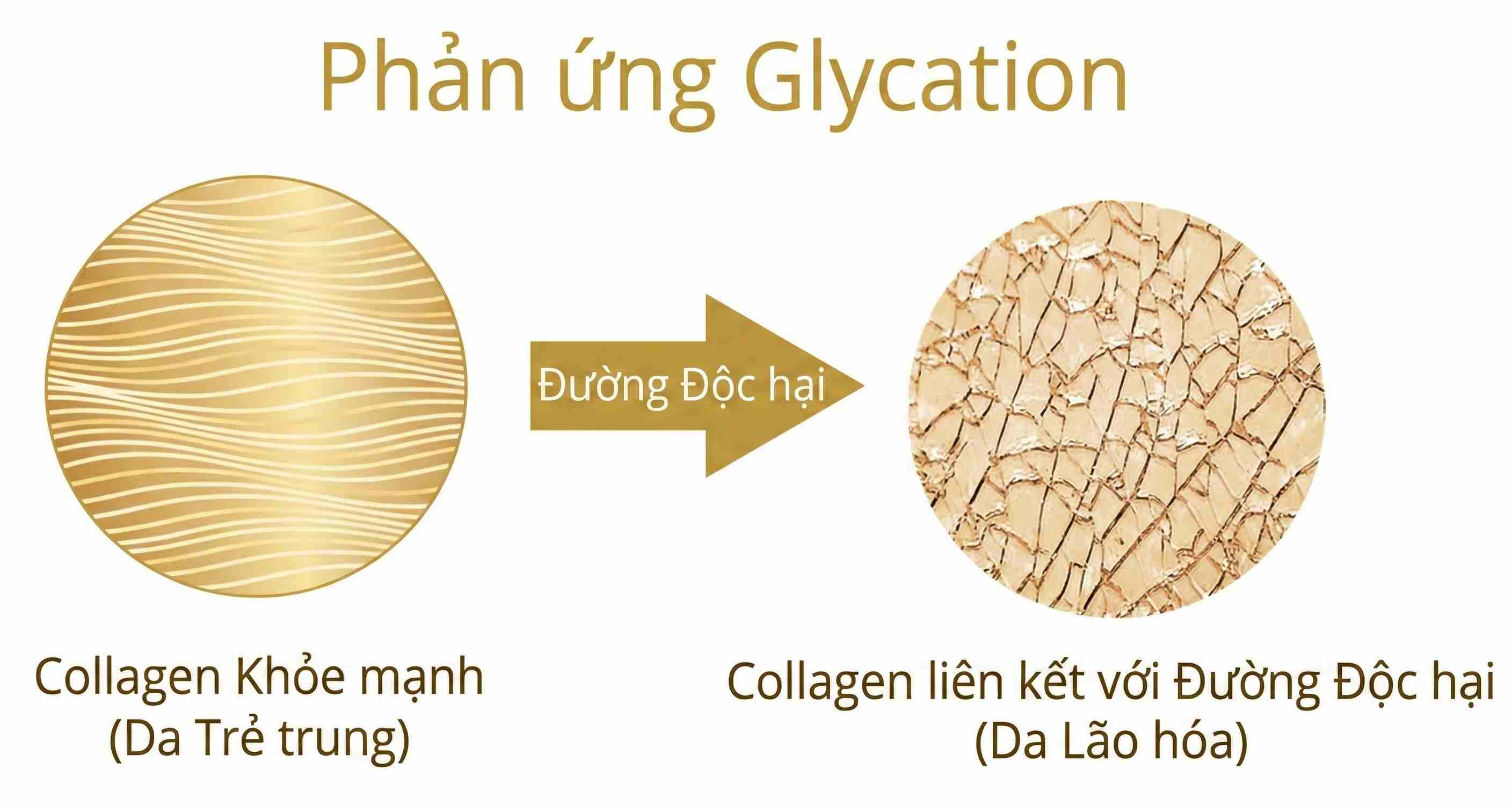 Sơ đồ minh họa phản ứng Glycation: Đường độc hại tấn c&ocirc;ng collagen khỏe mạnh (da trẻ trung) biến th&agrave;nh collagen đứt g&atilde;y g&acirc;y da l&atilde;o h&oacute;a.