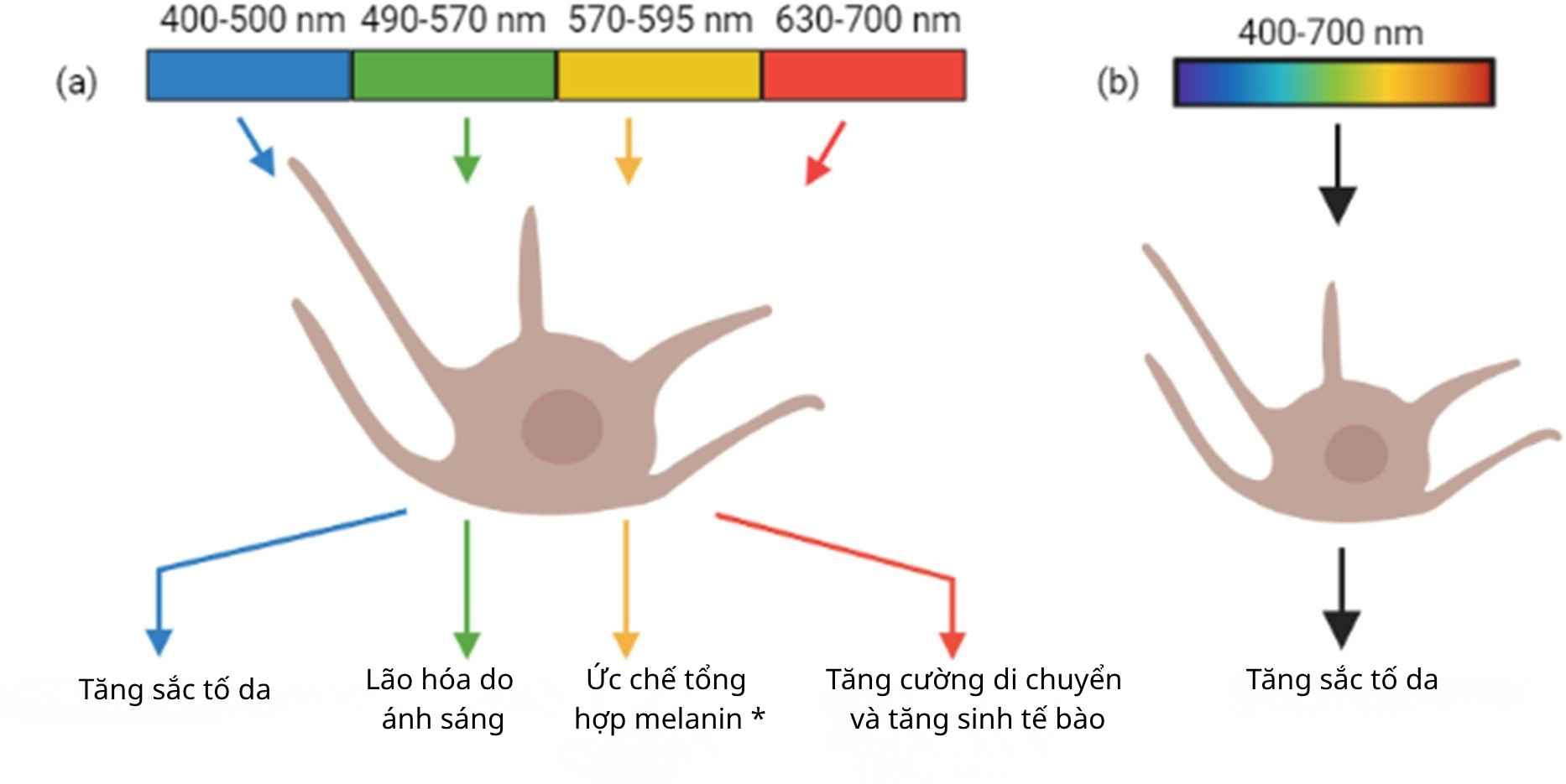&aacute;nh s&aacute;ng khả kiến k&iacute;ch hoạt tế b&agrave;o sắc tố g&acirc;y n&aacute;m v&agrave; PIH.