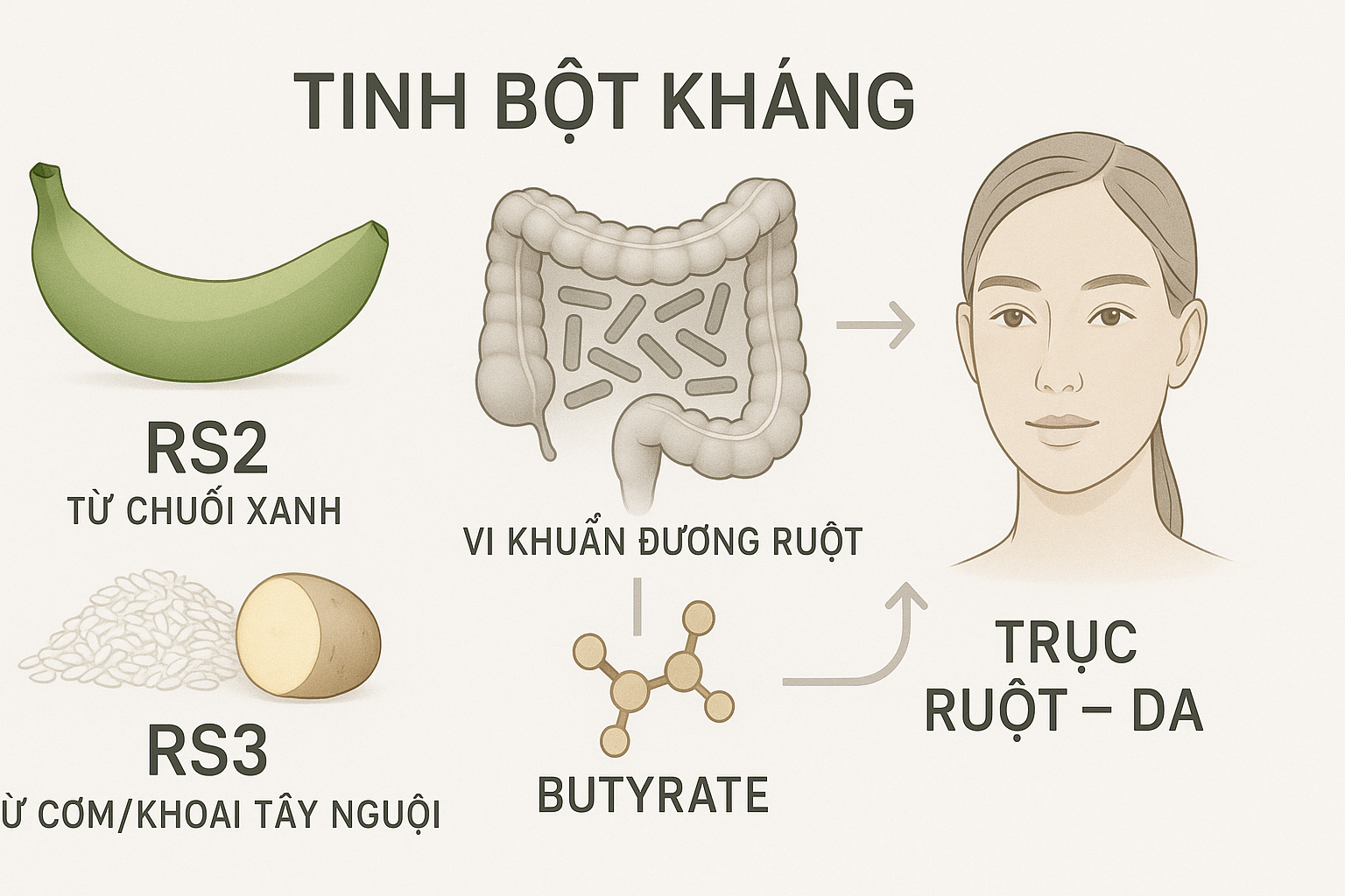 Minh hoạ tinh bột kh&aacute;ng (RS2 từ chuối xanh, RS3 từ cơm nguội) được lợi khuẩn l&ecirc;n men tạo butyrate, gi&uacute;p h&agrave;ng r&agrave;o ruột khoẻ v&agrave; da giảm vi&ecirc;m.