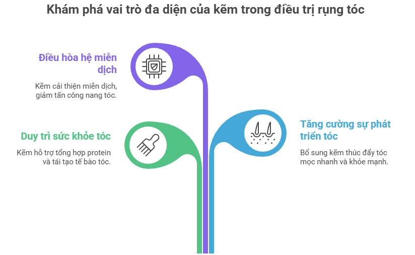H&igrave;nh ảnh m&ocirc; tả vai tr&ograve; của kẽm trong điều trị rụng t&oacute;c, bao gồm việc điều h&ograve;a hệ miễn dịch, duy tr&igrave; sức khỏe t&oacute;c v&agrave; tăng cường sự ph&aacute;t triển t&oacute;c.