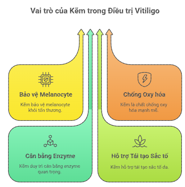 Biểu đồ th&ocirc;ng tin minh họa 4 vai tr&ograve; của Kẽm trong điều trị bệnh bạch biến (Vitiligo): Bảo vệ Melanocyte, Chống Oxy h&oacute;a, C&acirc;n bằng Enzyme, v&agrave; Hỗ trợ T&aacute;i tạo Sắc tố.