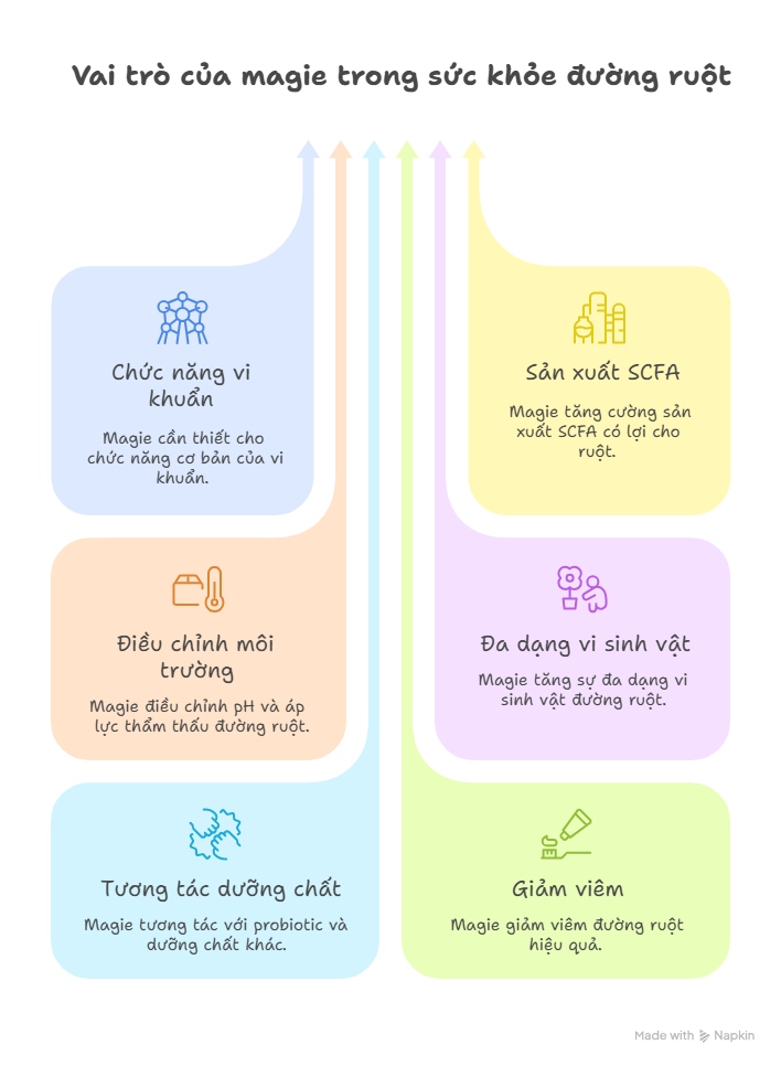 Infographic minh họa vai tr&ograve; của magie trong sức khỏe đường ruột: hỗ trợ chức năng vi khuẩn, tăng cường sản xuất SCFA, điều chỉnh m&ocirc;i trường đường ruột, th&uacute;c đẩy đa dạng vi sinh vật, tương t&aacute;c với probiotic, v&agrave; giảm vi&ecirc;m đường ruột.