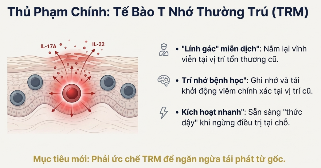 Sơ đồ minh họa tế b&agrave;o T nhớ thường tr&uacute; (TRM) dưới da giải ph&oacute;ng cytokine IL-17A v&agrave; IL-22, đ&oacute;ng vai tr&ograve; như 