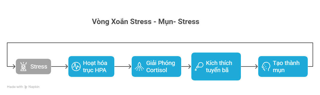 Vòng xoắn stress-mụn-stress