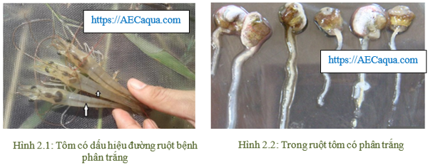 Dấu hiệu tôm bị bệnh phân trắng