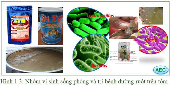 BỆNH PHÂN TRẮNG TRÊN TÔM THẺ: Thông tin mới nhất 2024 và Phương pháp phòng - trị