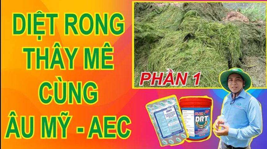ZDRT và Kill Alga DRT-Bộ đôi diệt rong hiệu quả