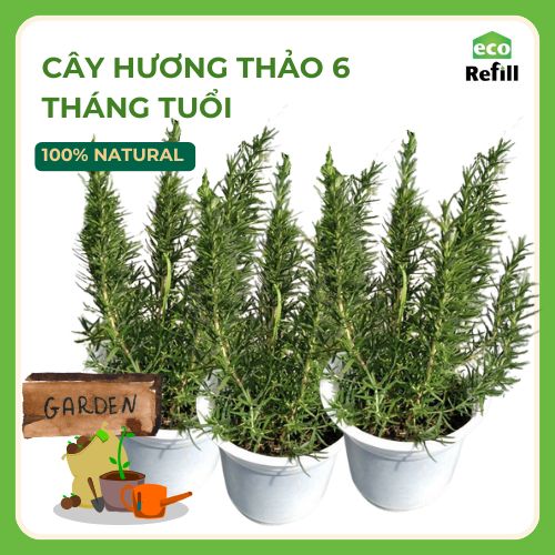 CÂY GIỐNG HƯƠNG THẢO 