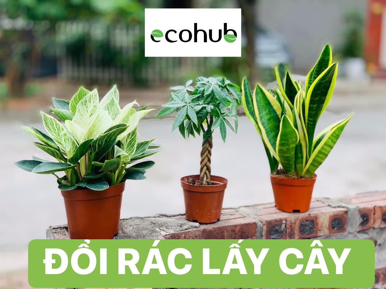 doi-rac-lay-cay.jpg?v=1