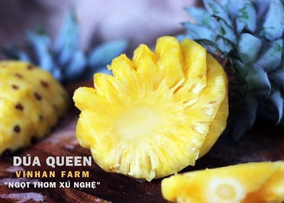 Dứa Queen VinhAn Fram