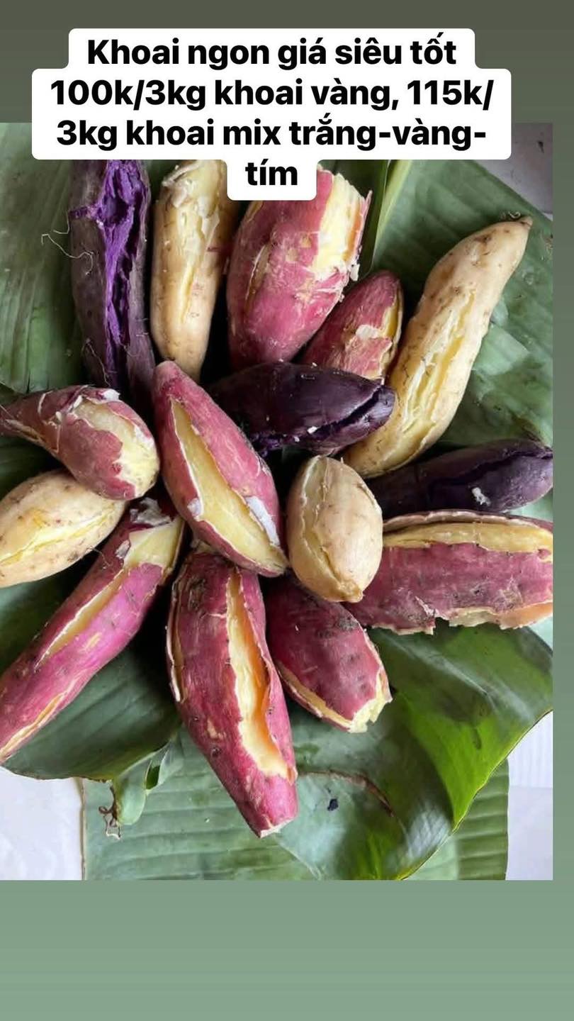 Khoai ngon