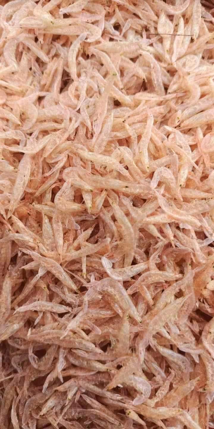 TÉP BIỂN KHÔ REFILL 