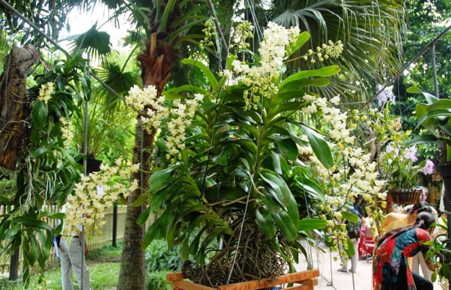 Hoa Lan Quế Tháng 8 Đặc điểm, cách trồng và chăm sóc