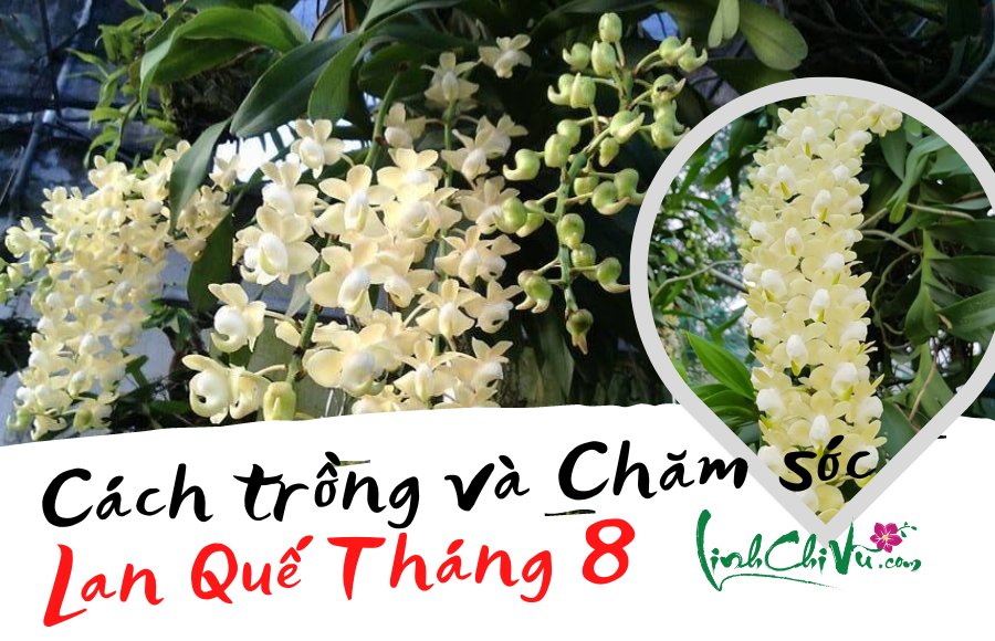 Hoa Lan Quế Tháng 8 Đặc điểm, cách trồng và chăm sóc