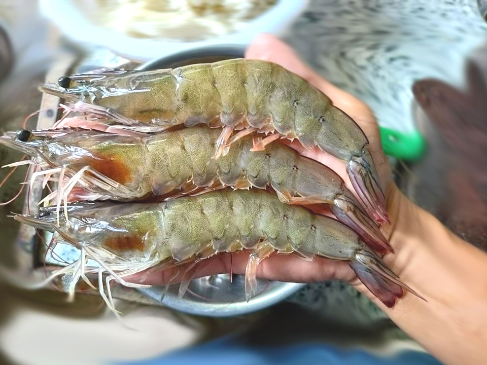 tom-the-chan-trang-size-lon-98267396677329.jpg?v=1 Con tôm thẻ to
