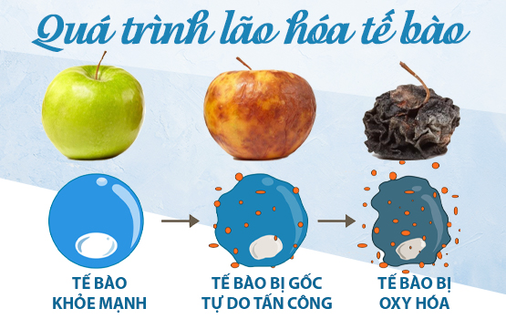 Nguyên Nhân Của Quá Trình Lão Hóa Cơ Thể