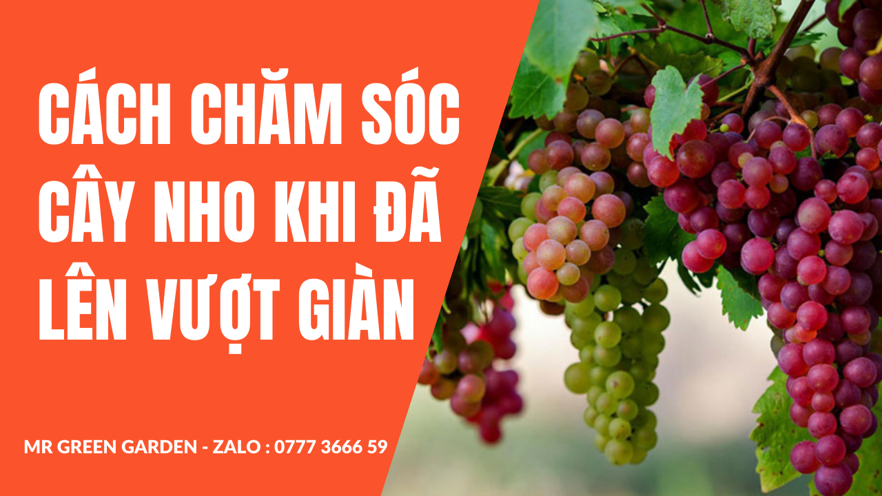 Cách chăm sóc cây nho khi vượt giàn chuẩn bị cắt cành